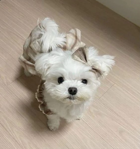 regalo  maltese mini toy