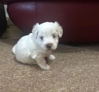 Eccezionali cuccioli bichon frise