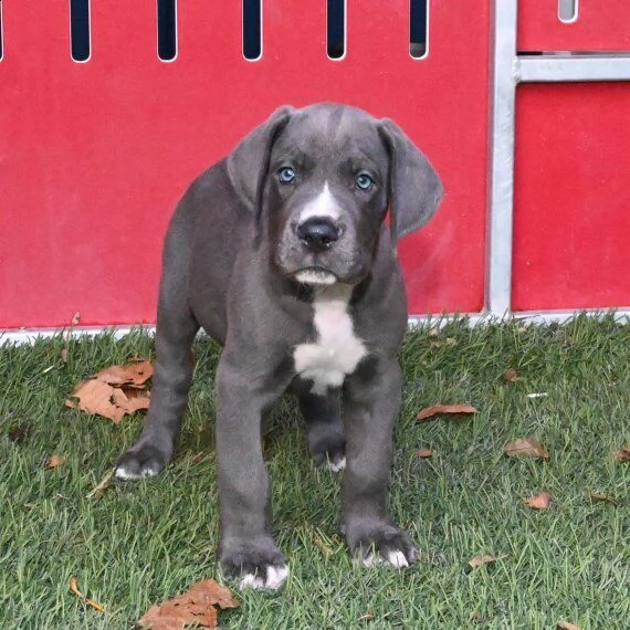 regalo adorabili cuccioli alano femminucce e maschietti