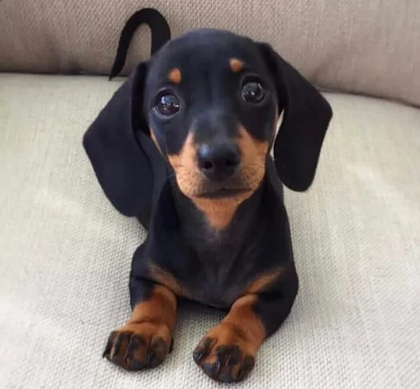 regalo cucciolo  bassotto   | Foto 0