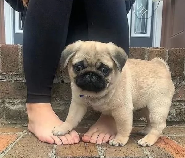 regalo cuccioli di carlino  | Foto 0