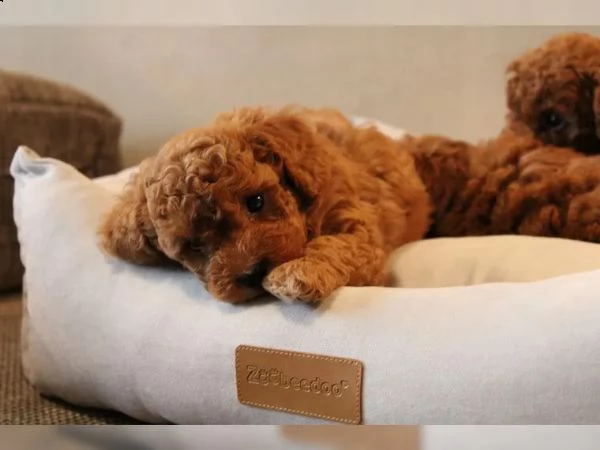 barboncini cuccioli red nano e toy | Foto 4