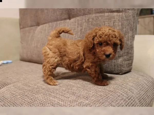 barboncini cuccioli red nano e toy | Foto 2