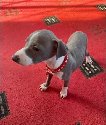 cuccioli di levriero italiano puri