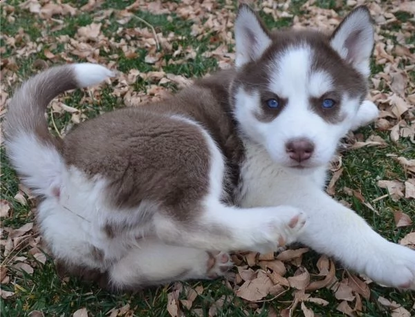 cuccioli di siberian husky maschio e femmina di ottima qualità | Foto 0