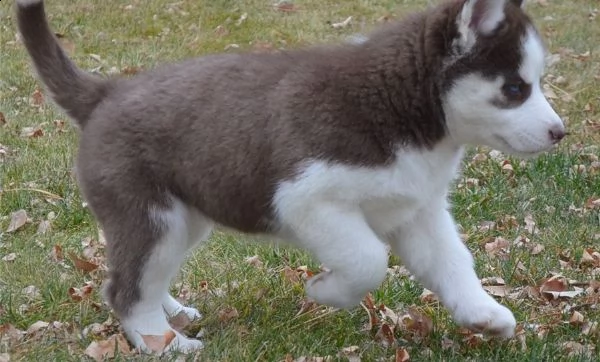 cuccioli di siberian husky maschio e femmina di ottima qualità