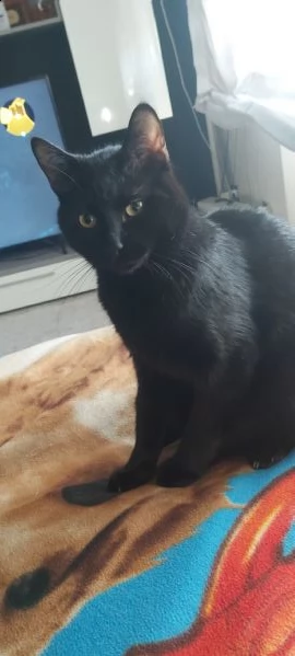 regalo gatto nero di un anno , gatto da appartamento