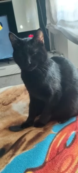 regalo gatto nero di un anno , gatto da appartamento | Foto 0