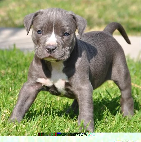 regalo cuccioli di pitbull 