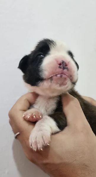 Bellissimo cucciolo di boxer