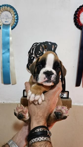 Splendidi cuccioli di boxer | Foto 3