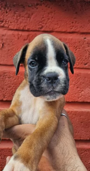 Splendidi cuccioli di boxer | Foto 1