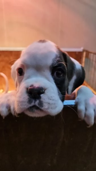 Splendidi cuccioli di boxer | Foto 0