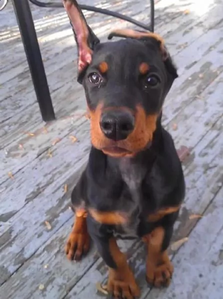 regalo cuccioli pastore tedesco cuccioli di pastore tedesco sono 3 femmine e 2 maschio. le foto sono