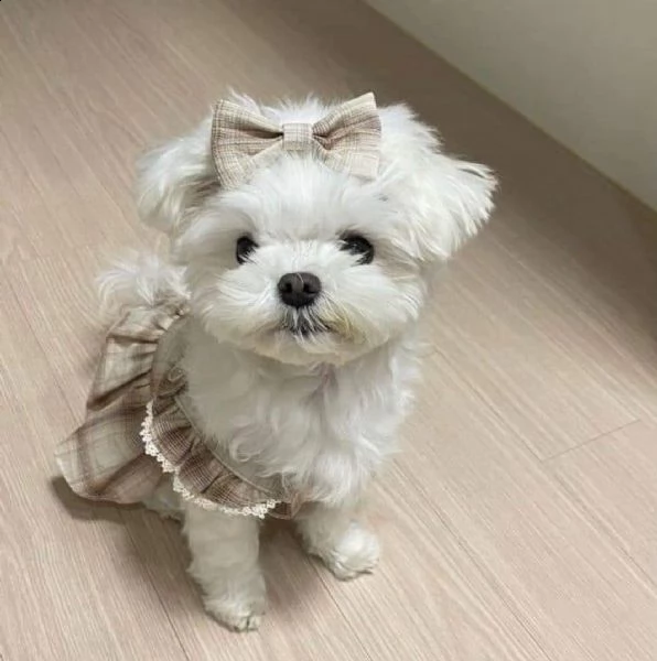 regalo  maltese mini toy