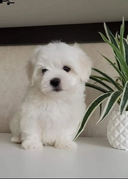 regalo  maltese mini toy
