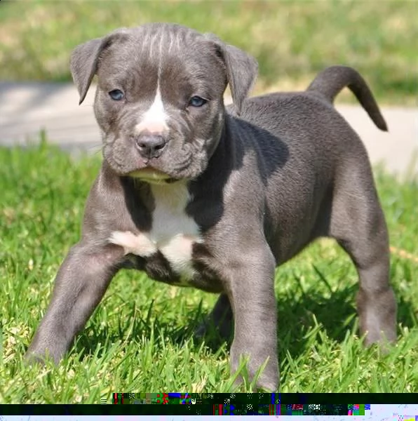regalo cuccioli di pitbull 