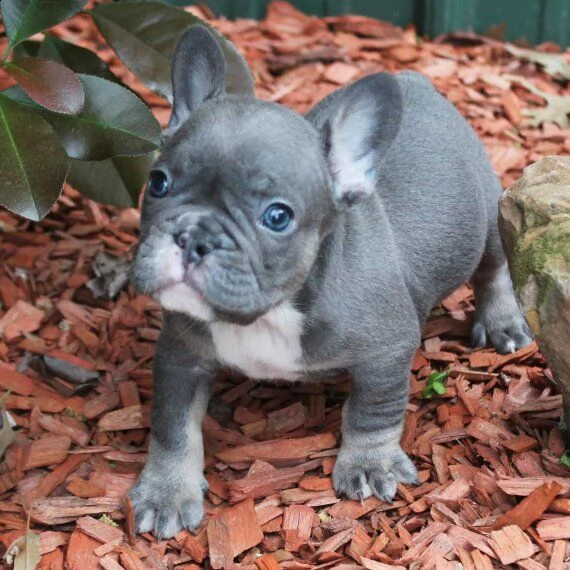 regalo cuccioli di bulldog francese 