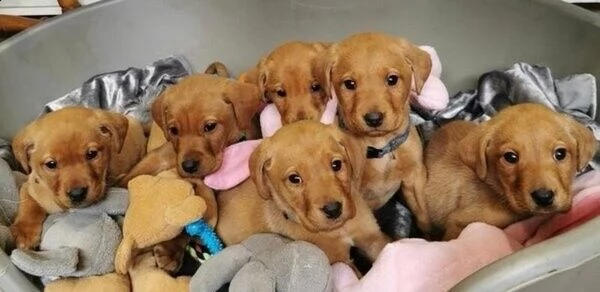 disponibili simpaticissimi cuccioli di labrador
