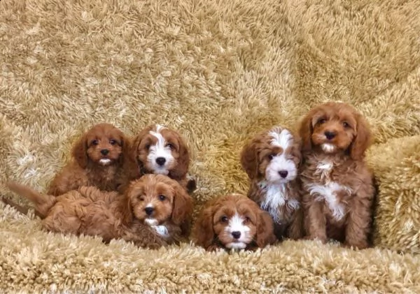 regalo cuccioli di barboncino