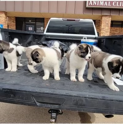 cuccioli di akita inu regalo