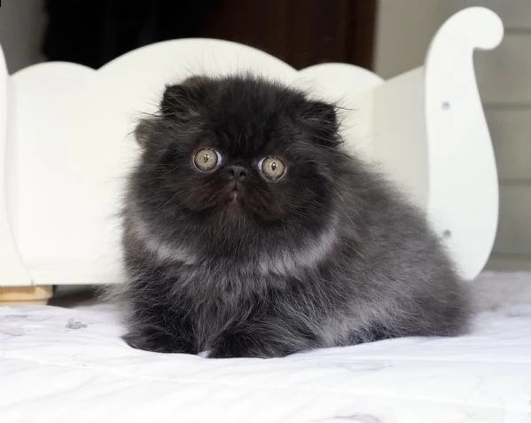 cucciolo di persiano puro nero | Foto 0