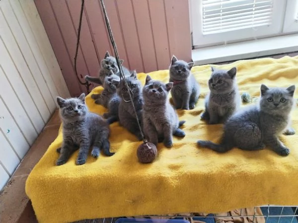 british shorthair male/female kittens