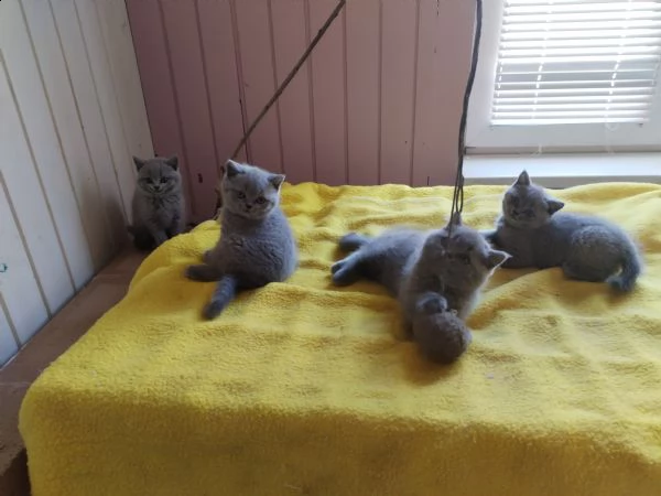 british shorthair male/female kittens | Foto 0