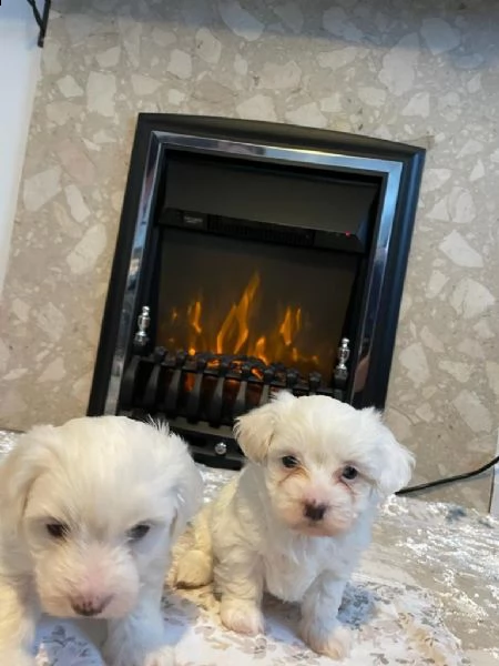 adorabili cuccioli maltesi | Foto 0