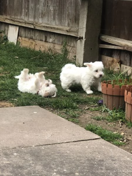 adorabili cuccioli maltesi