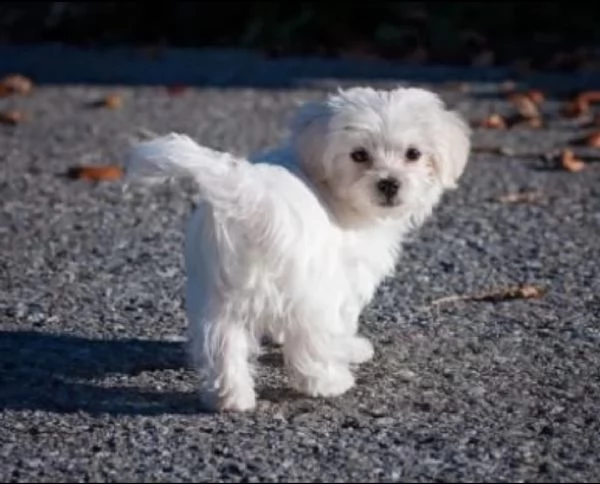 maltese | Foto 0