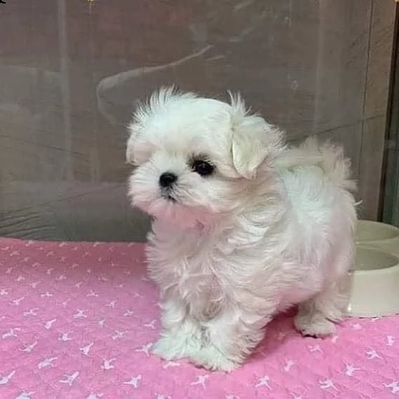 maltese mini toy