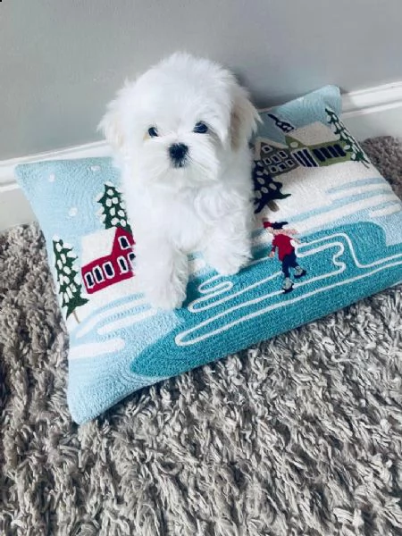 maltesi cuccioli tutti bianchi | Foto 0