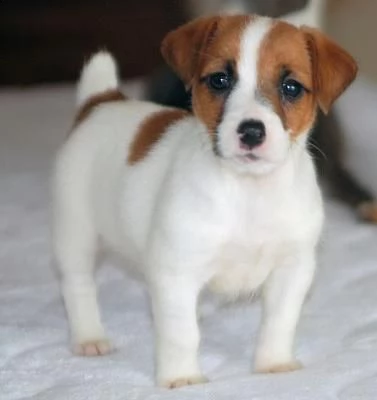 regalo adorabili cuccioli di jack russel femminucce e maschietti