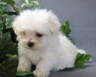 cuccioli di maltesi mini toy. 