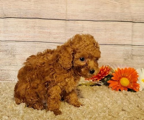 cuccioli di barboncino.