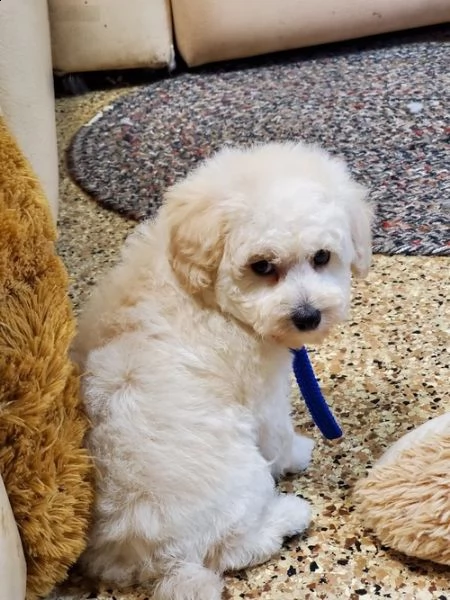 cuccioli di barboncino!