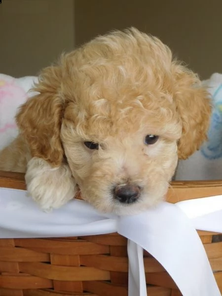 cuccioli di barboncino!..