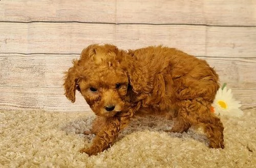 cuccioli di barboncino,.,