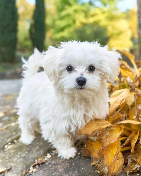 regalo piccolo maltese cuccioli disponibili   desiderate un dolcissimo maltese da amare e coccolare 