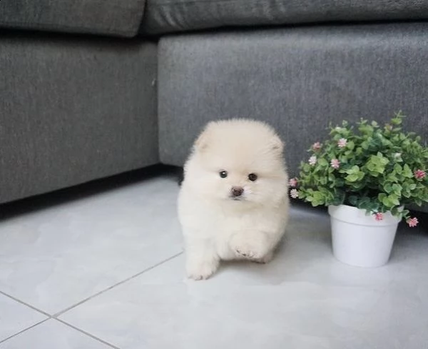 regalo  volpino pomerania mini toy  | Foto 0