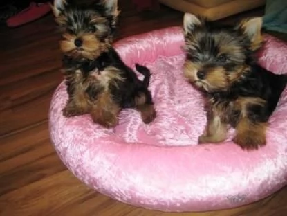 regalo  yorkshire terrier cuccioli   disponibili cuccioli di yorkshire terrier, nati in casa da geni