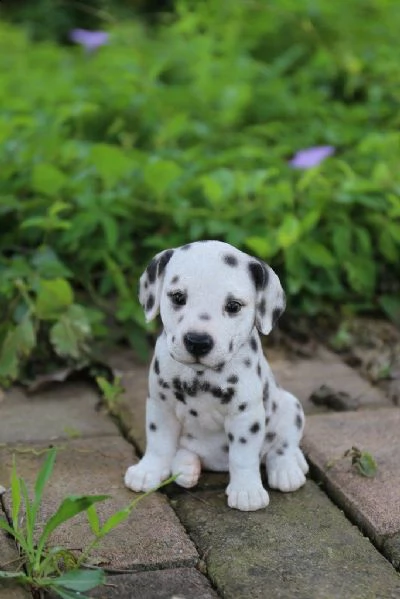 regalo adorabili cuccioli di dalmata femminucce e maschietti disponibili per l'adozione gratuita i c