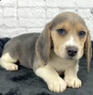 regalo beagle  | Foto 0