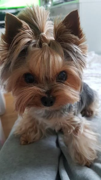  regalo abbiamo avere amorevole yorkie cuccioli per l'adozione abbiamo avere yorkie amorevole per l'