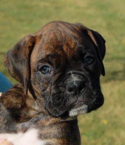  regalo cuccioli di boxer cuccioli di boxer rossi maschietti e femminucce . i cuccioli vengono cedut