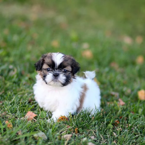 cucciola di shih tzu 