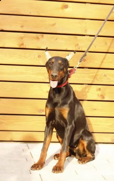 dobermann cuccioli in vendita | Foto 6