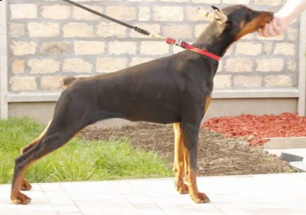 dobermann cuccioli in vendita | Foto 5