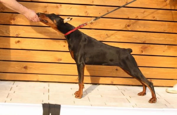 dobermann cuccioli in vendita | Foto 4